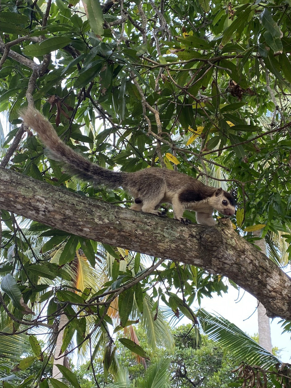 Sri Lankan squirrel