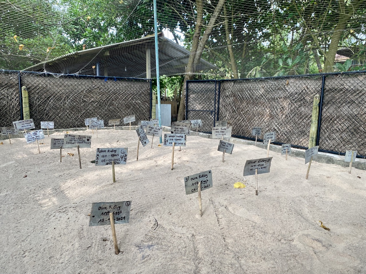 Turtle Hatchery