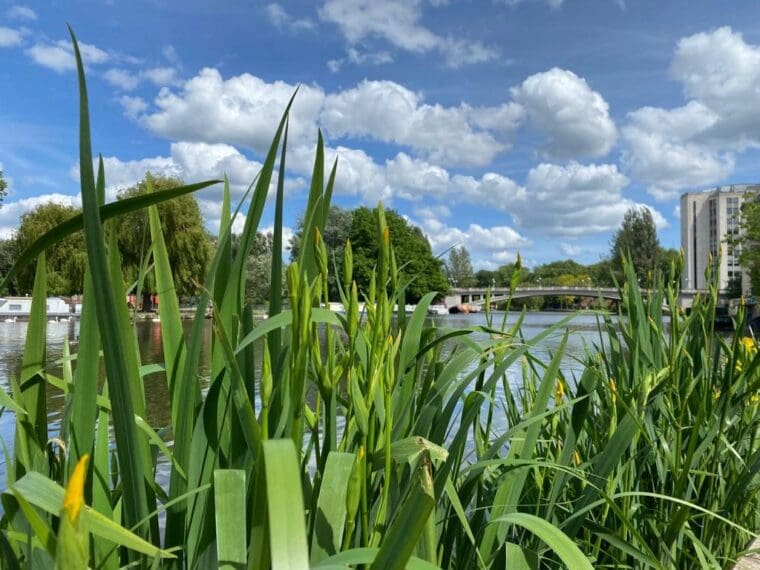 view of the Thames from the bank at Readying