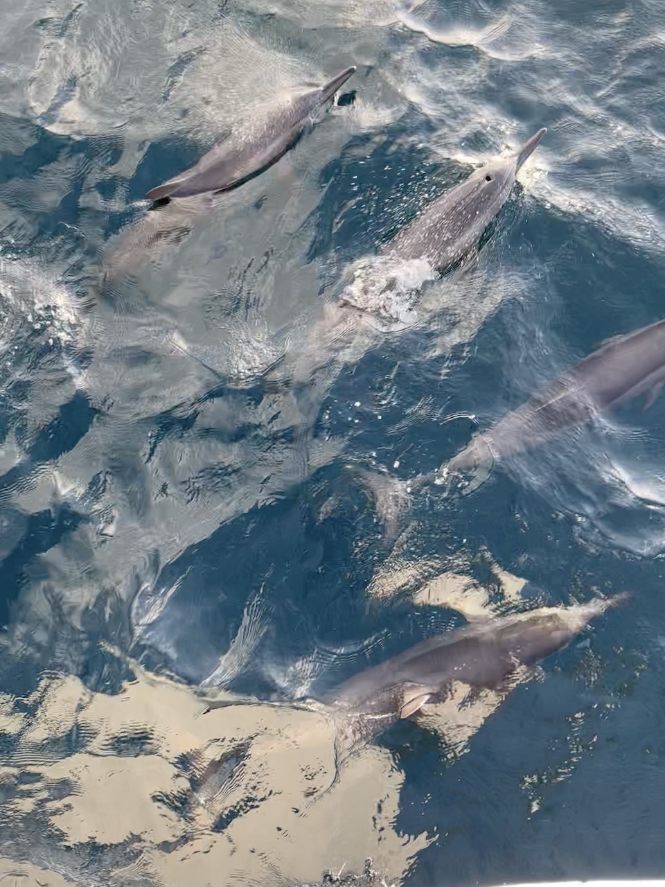 Dolphins on our Dolphin Cruise