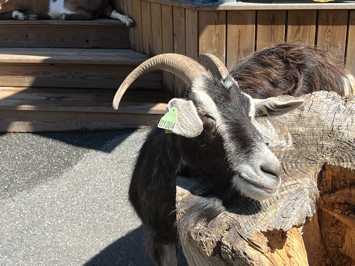 Goat in the Goat Village Le Lindarets AvoriazLes Lin