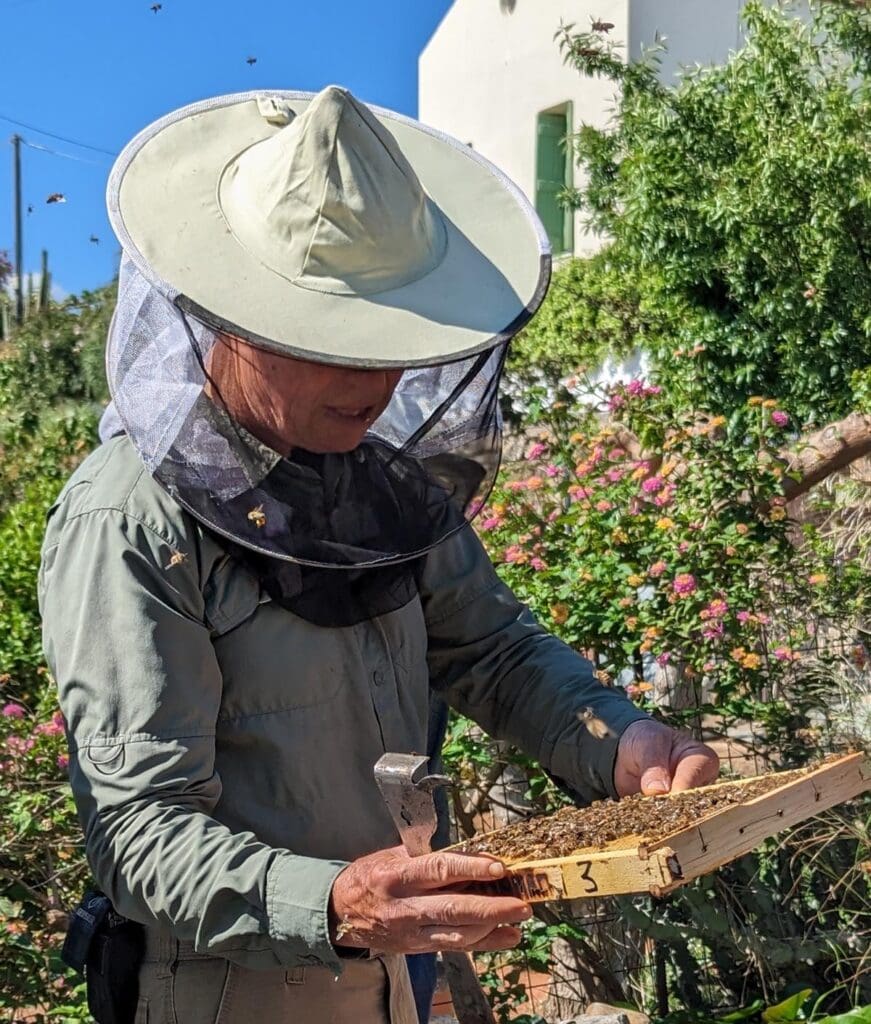 Bees in Chania