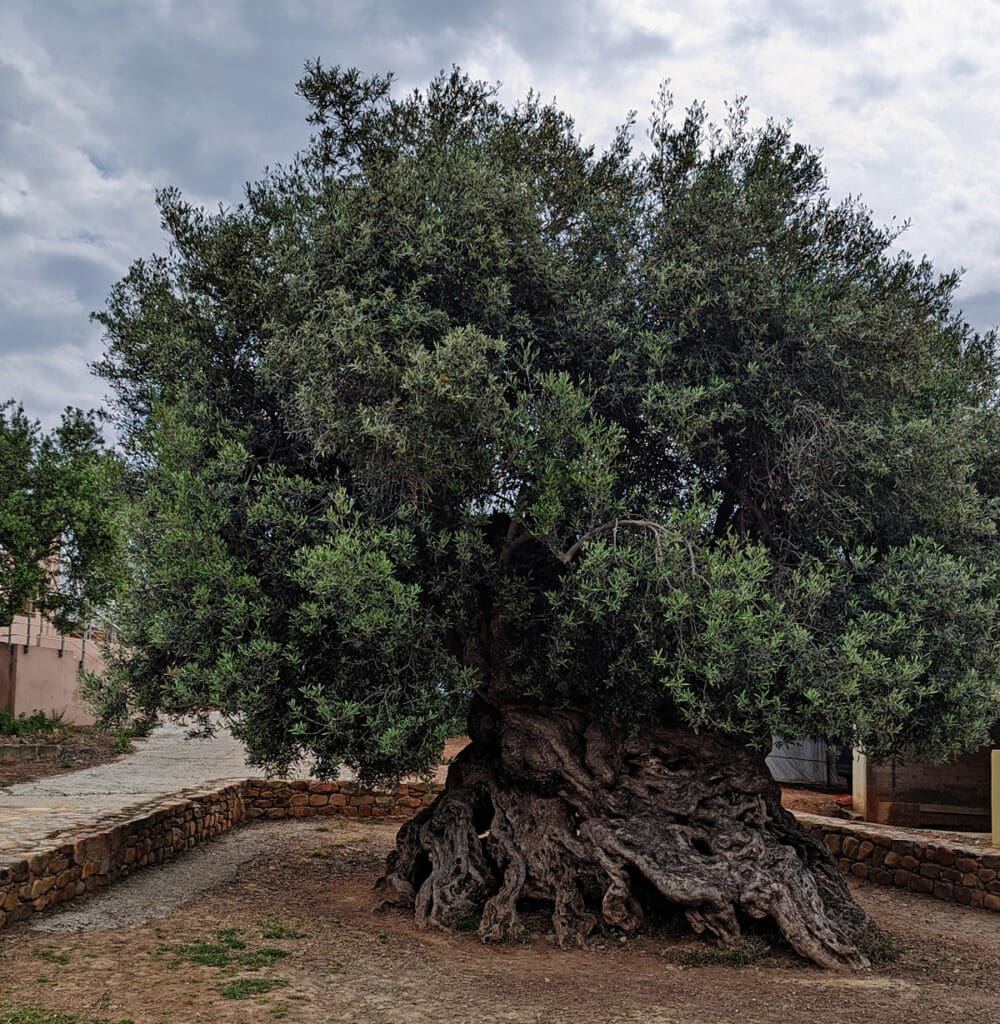Crete Olive Tree at Vouvas