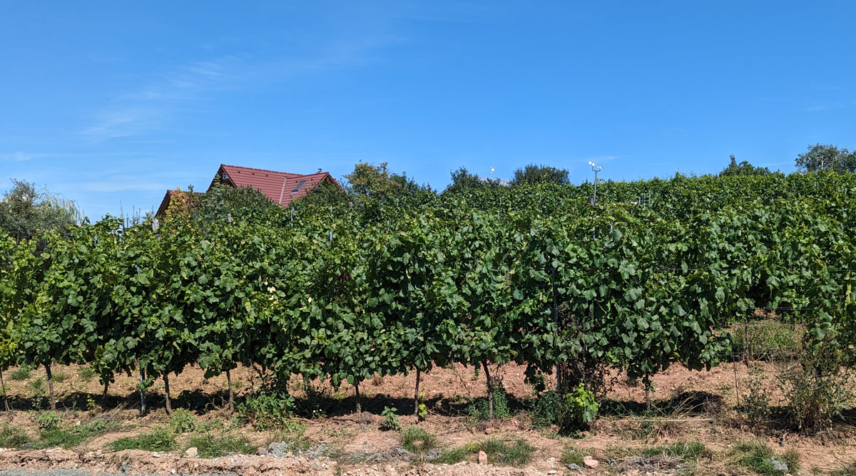 Winery Klucov Vines