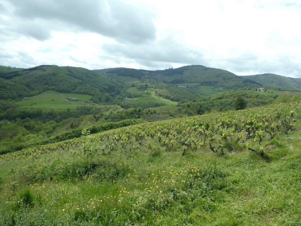 Organic vineyard Beaujolais