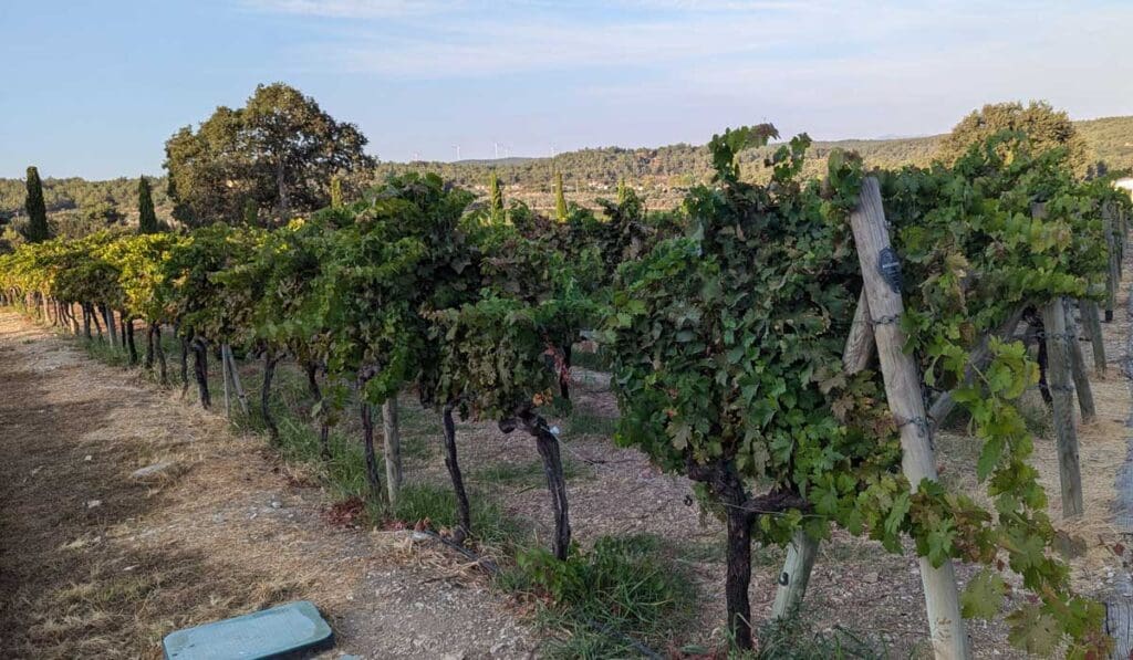 Vines in Turkey - Turkish Aegean