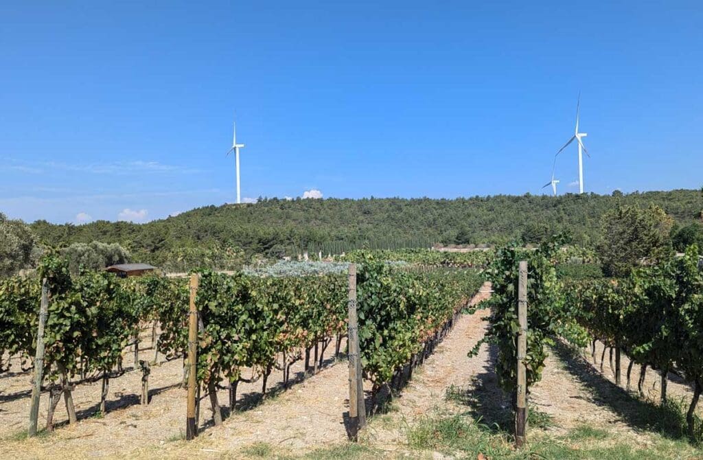 Vines-Urla-Wine-Route