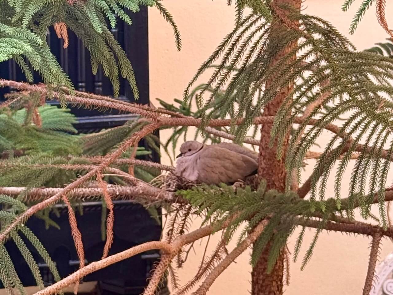 Dove nesting in Marrakech