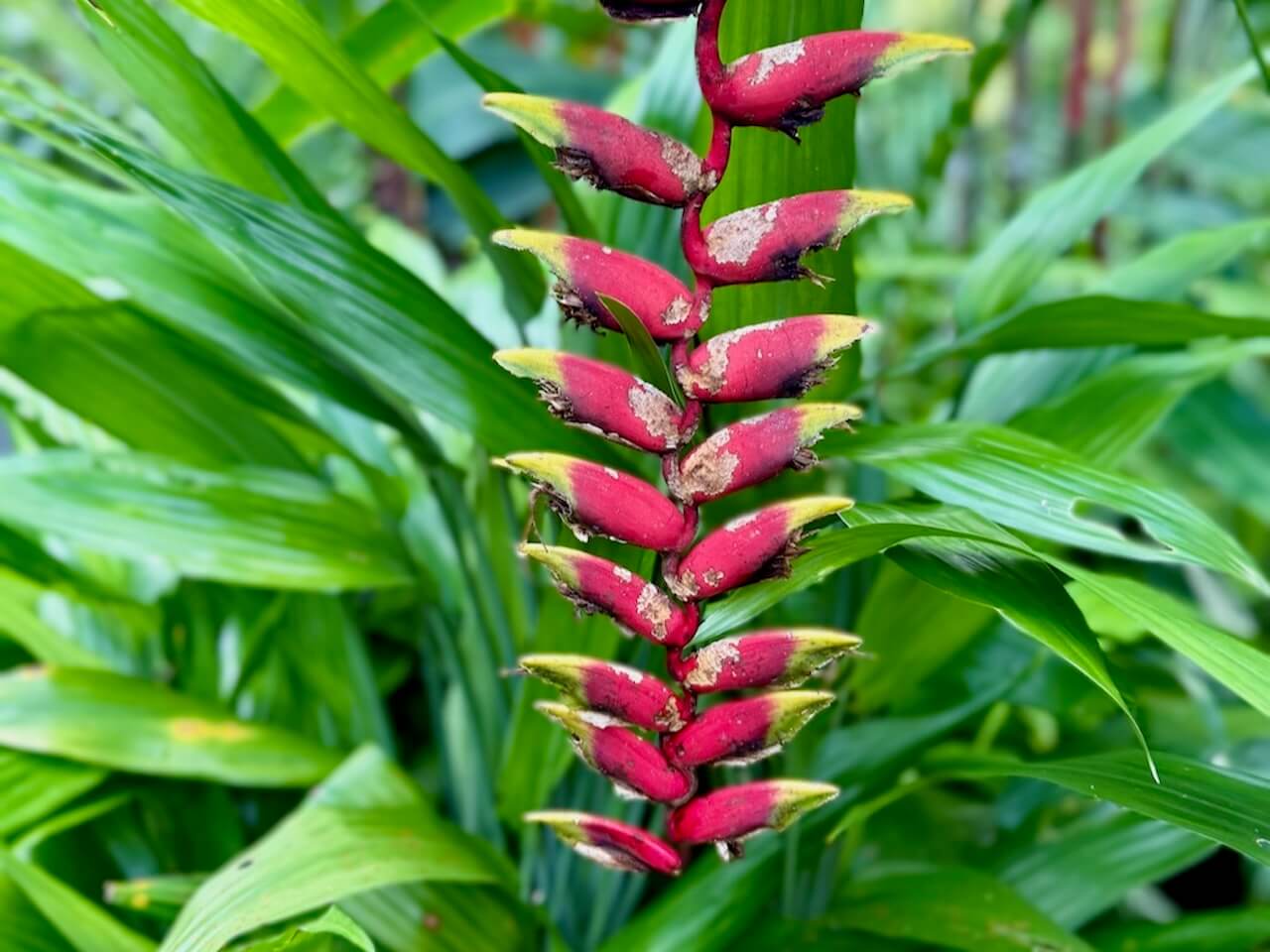 Costa Rican flora