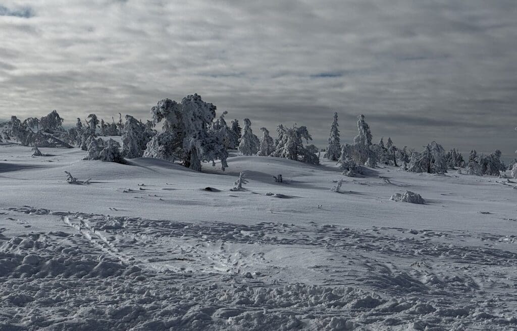 Frosty trees at the top of Vargy express chair - skiing in Sälen