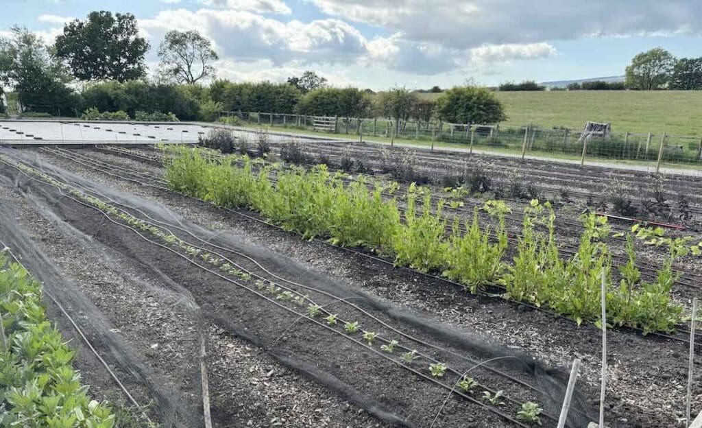 Organic Farm Garden at The Three Fishes
