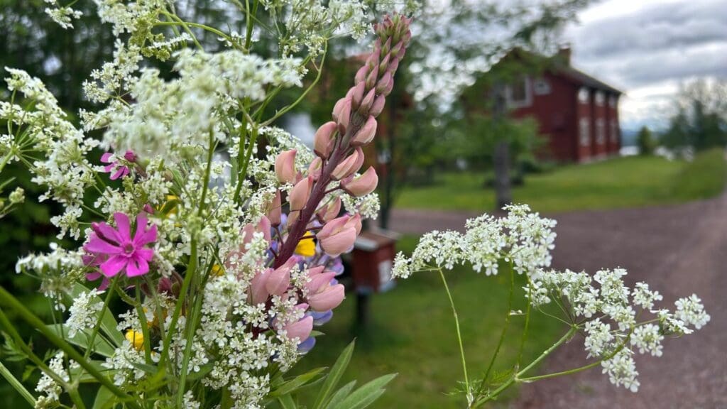 Bunch of wilds flowers against a red wood house in Sweden at midsummer