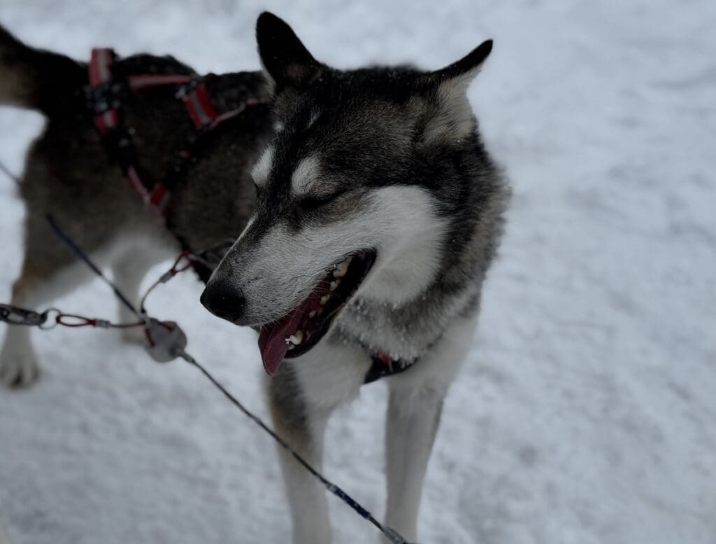 Salen Husky