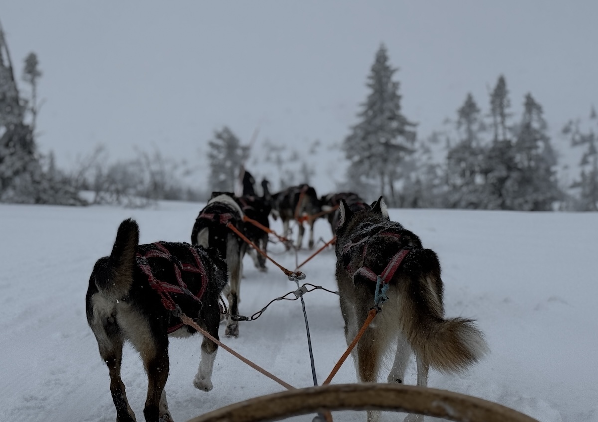 Dogsledding in Sälen Sweden