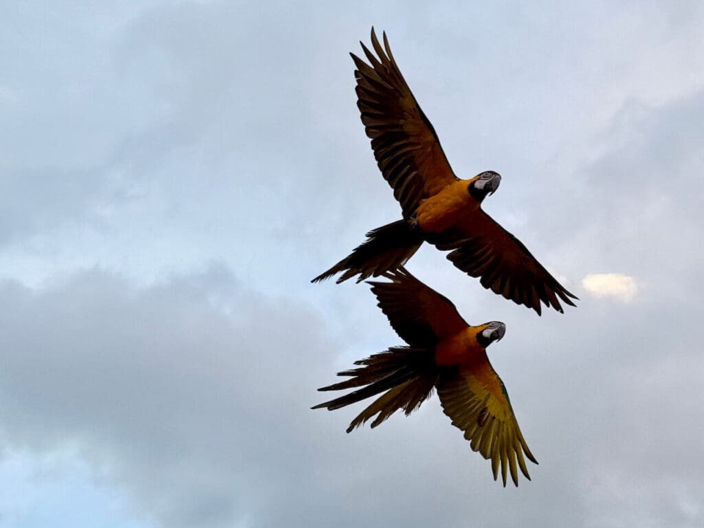 The Loast feather birds - Kynren