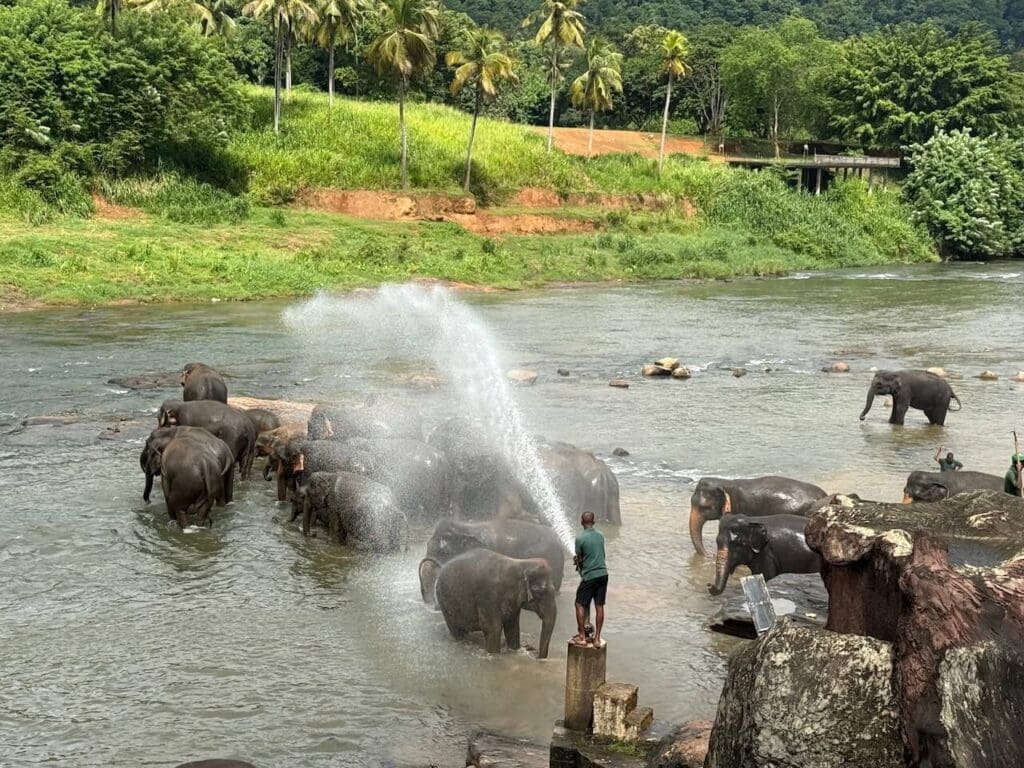 Pinnawala Elephant Orphanage