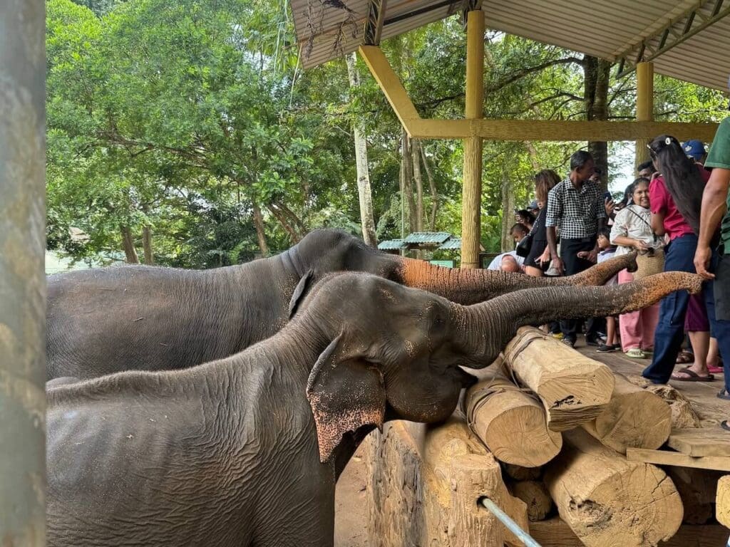 Feeding time Pinnawala Elephant Orphanage
