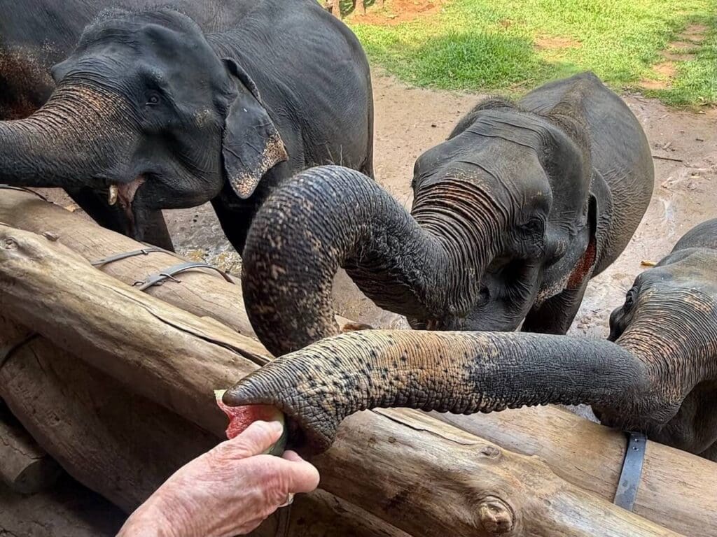 Feeding the elephants - Pinnawala Elephant Orphanage