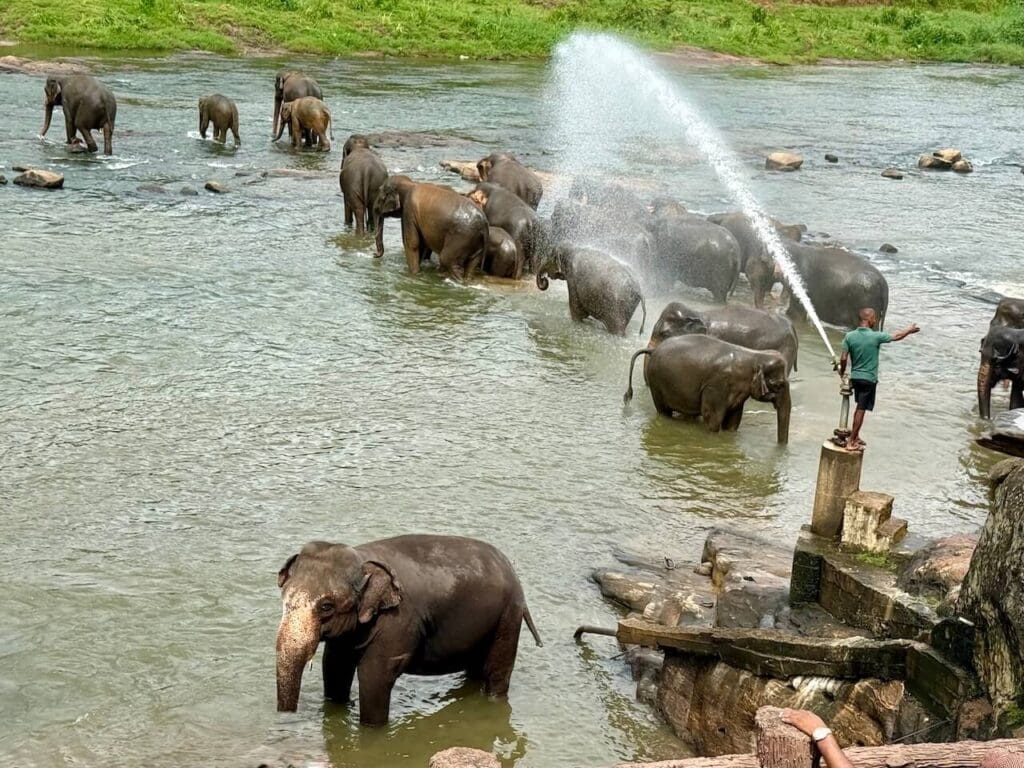 Bathtime at Pinnawala Elephant Orphanage