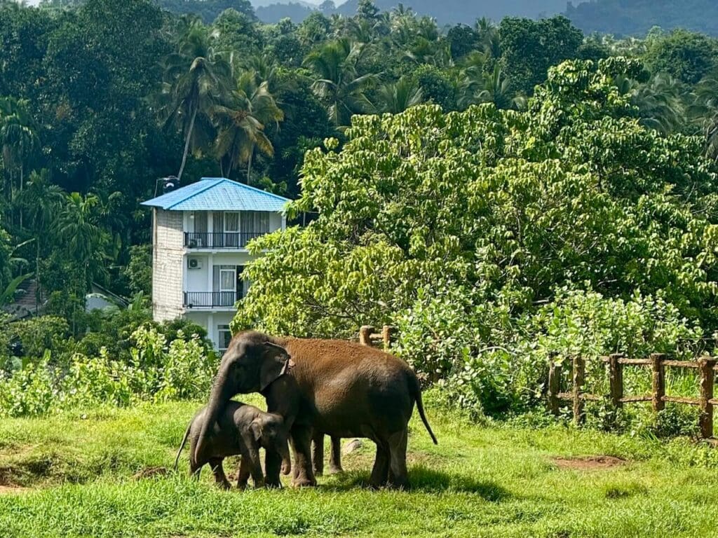 Mother & calf Pinnawala Elephant Orphanage