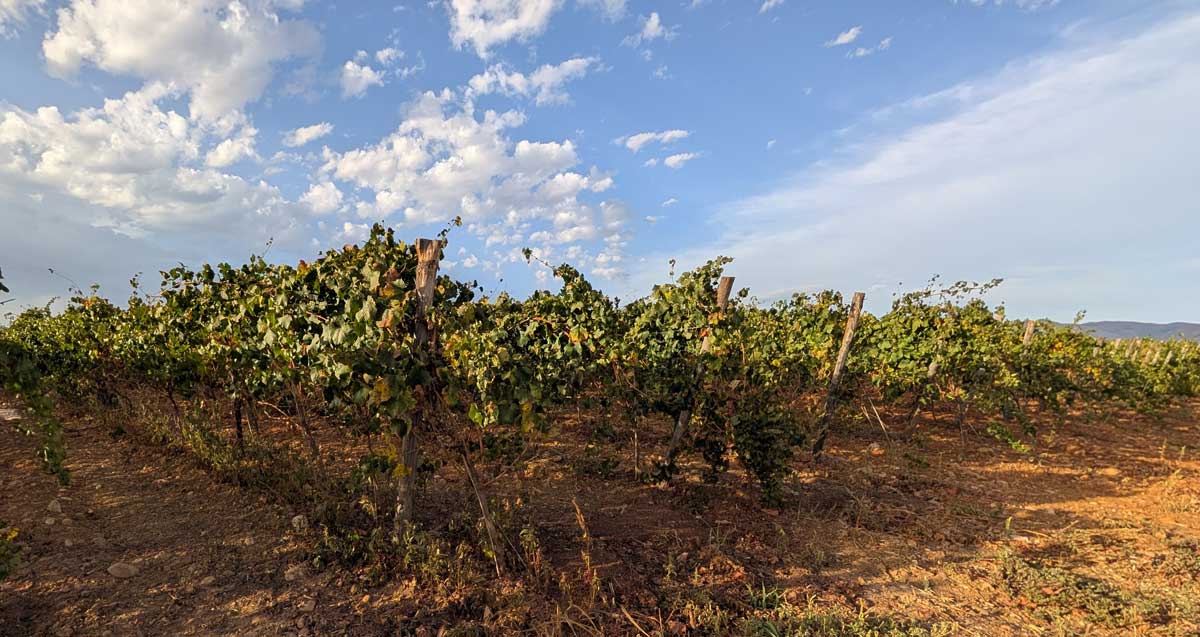 Vines Tolo winery 1