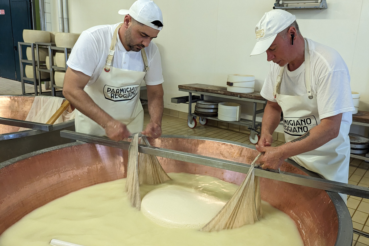 Parmigiano-Reggiano being taken out of the copper vats