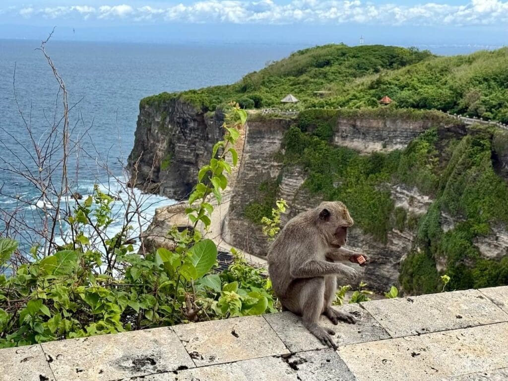 Monkey at Uluwatu Temple