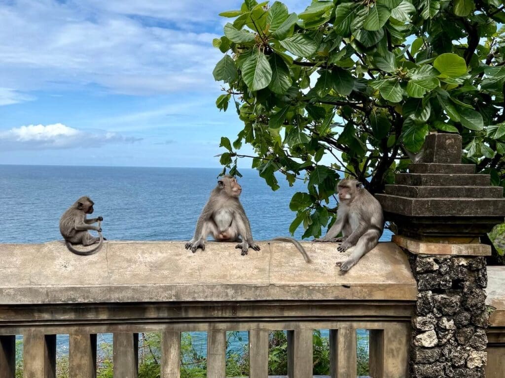 Monkeys at Pura Luhur Uluwatu Bali