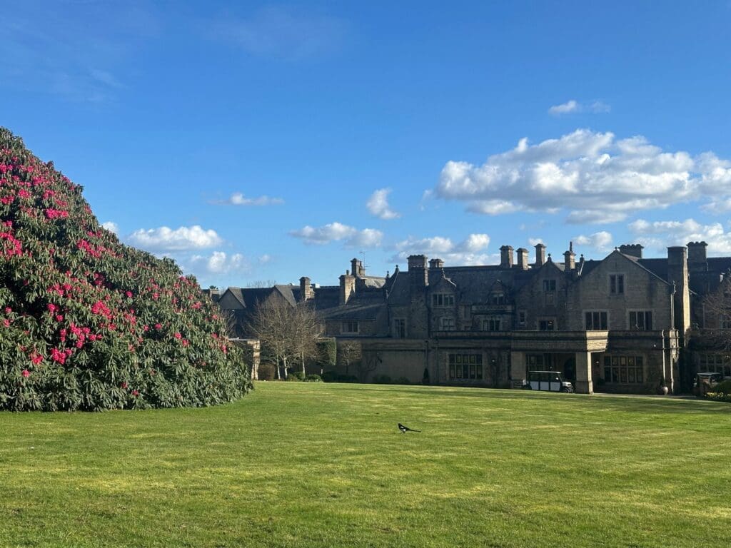 Giant Rhododendron on the lawn of South Lodge Park Hotel, Sussex
