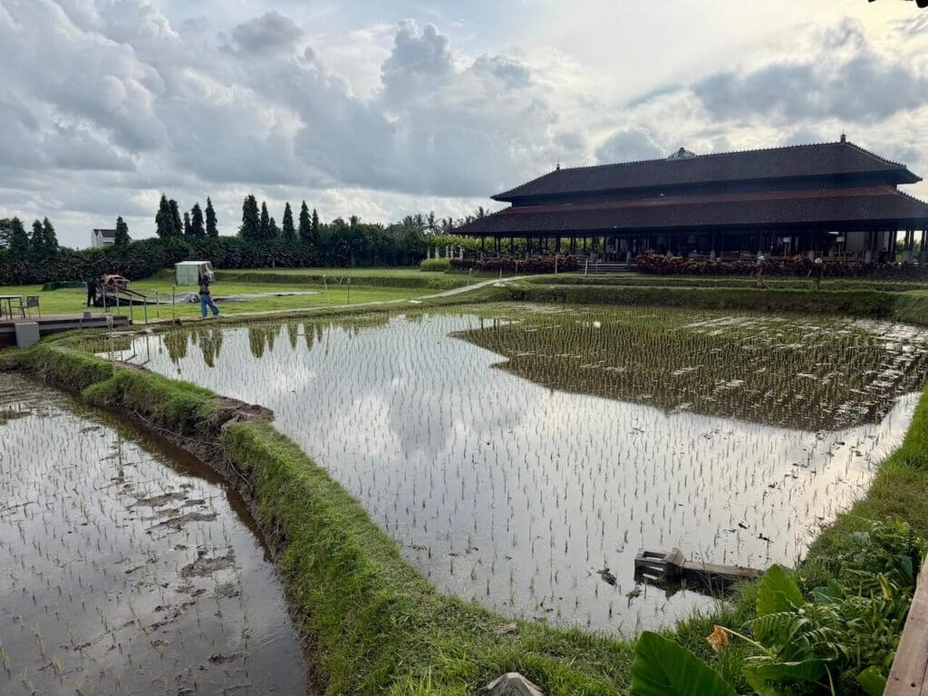 Paddy fields Tanah Gajah