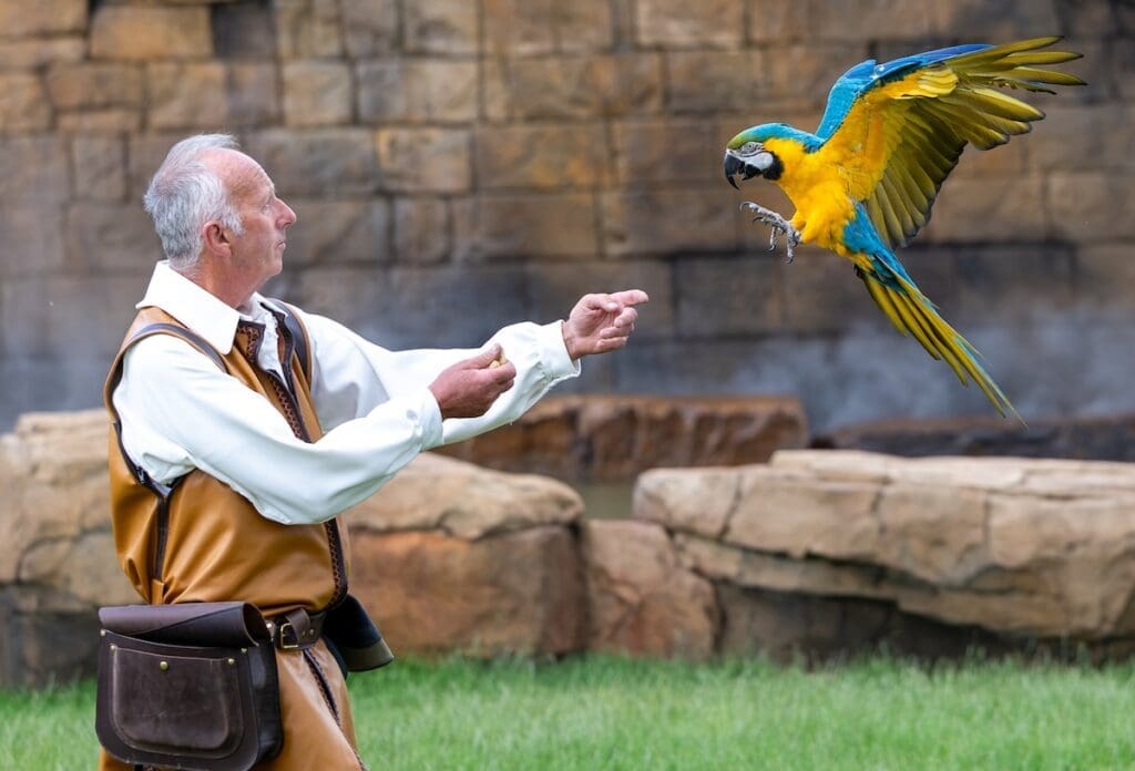Kynren - The Storied Lands, The Lost feather bird handler with Macaw