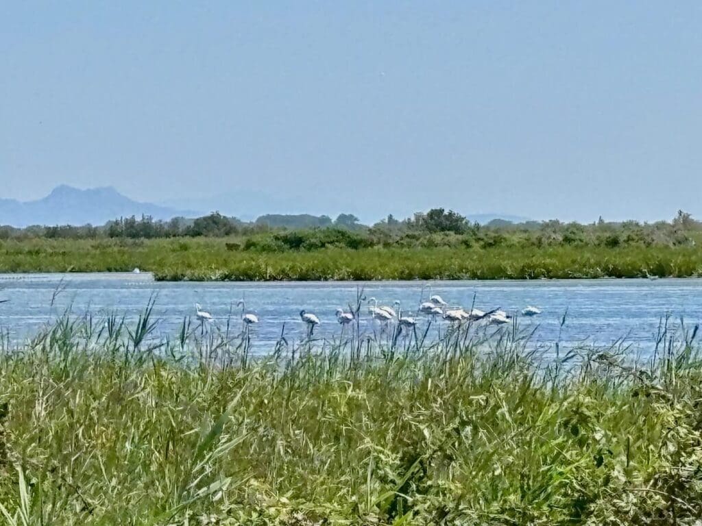 CAMARGUE FLAMINGOES