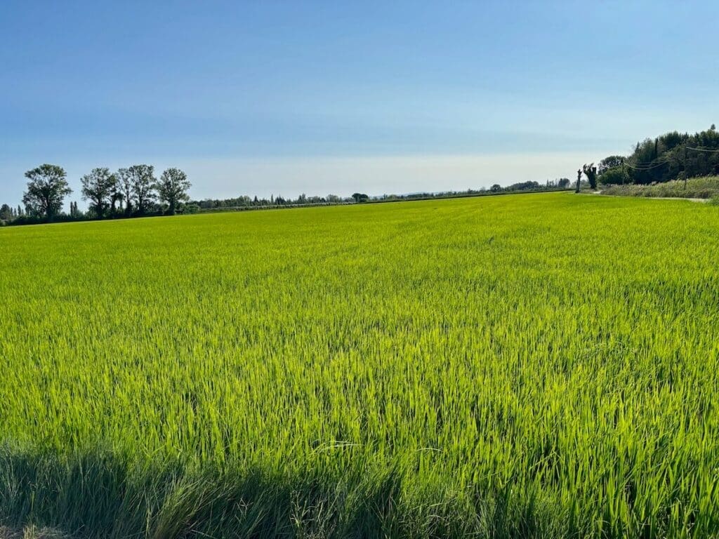 CAMARGUE RICE FIELDS