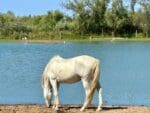 CAMARGUE-WHITE-HORSE-DRINKING