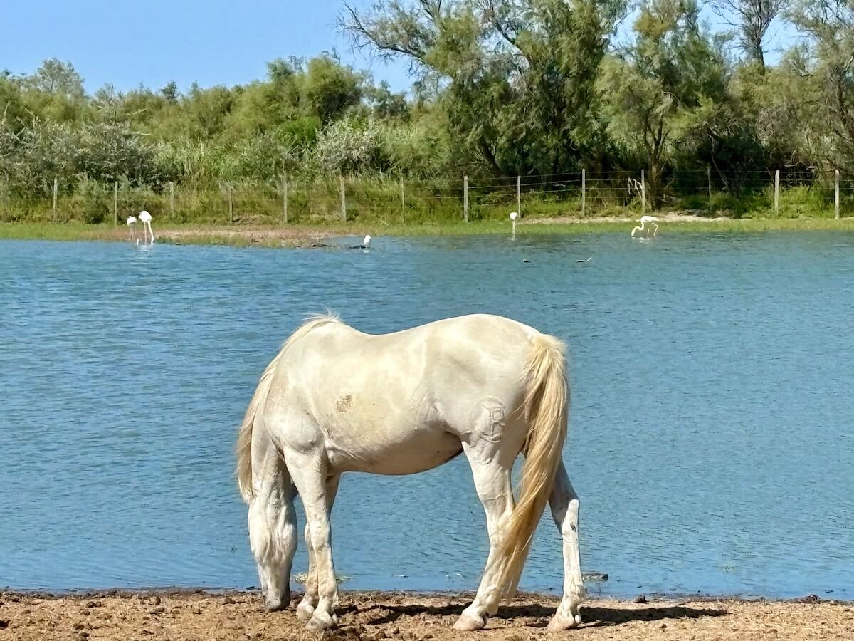 CAMARGUE-WHITE-HORSE-DRINKING