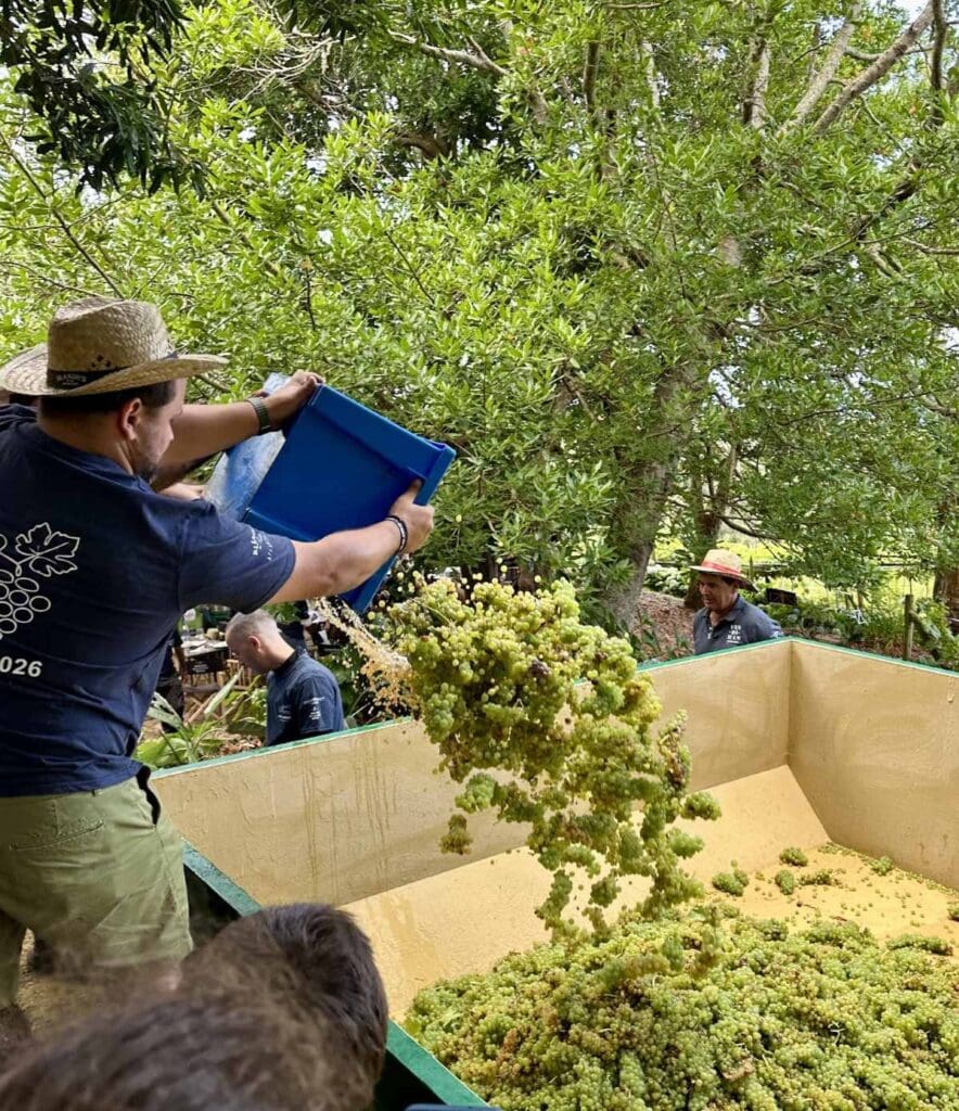 Grape harvest at Quinta do Bispo
